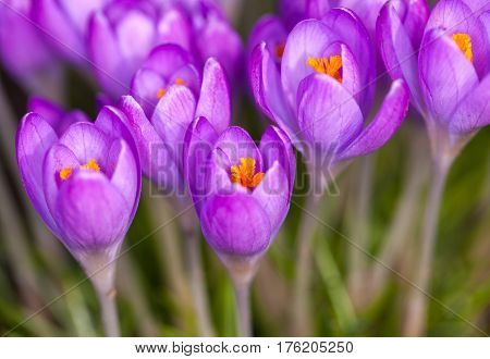 a lot of purple crocuses on green gras
