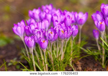 a lot of purple crocuses on green gras