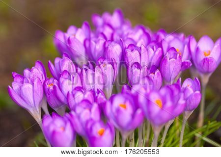 a lot of purple crocuses on green gras