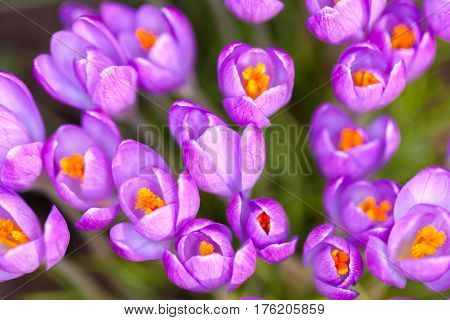 a lot of purple crocuses on green gras