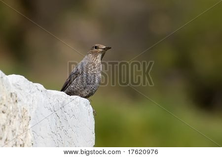 Kvindelige Blue Rock Thrush