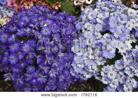 Blumen in Butchart gardens