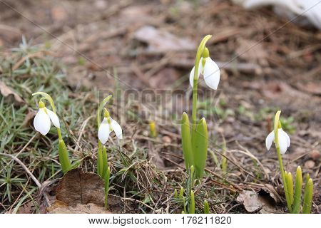 First white galantus or snowdrops in the garden