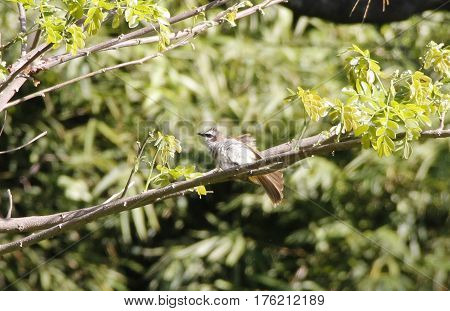 a little brown robin drying off its feathers