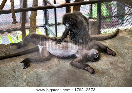 couple of cute monkeys in the cage in the zoo tacking care with each other.