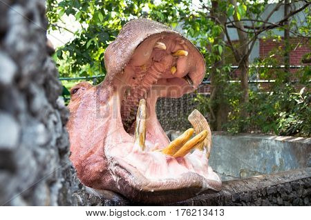 maturity hippopotamus wide opened mouth waiting for food in zoo