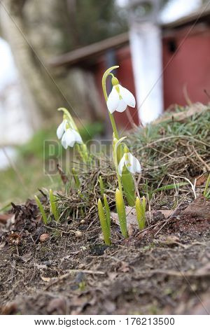 First white galantus or snowdrops in the garden