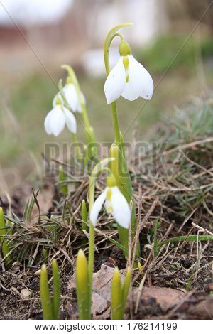 First white galantus or snowdrops in the garden