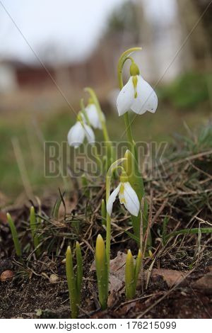First white galantus or snowdrops in the garden