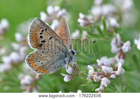 Polyommatus dorylas, Common Blue butterfly - Lycaenidae family, Background with butterfly on wildflowers
