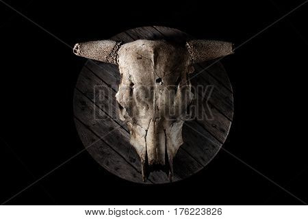 Cow/bull skull against old grey wood, with strong biker or viking vibes.