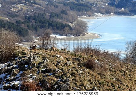 The Wolves Of The Wildlife Area Of Civitella Alfedena