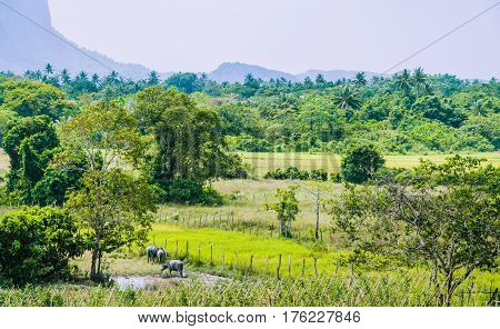 Rice Files in front of Rocky Mountains near El Nido, Palawan, Philippines.