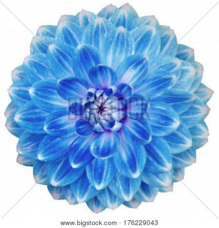 Close-up of single blooming blue dahlia flower isolated on white background