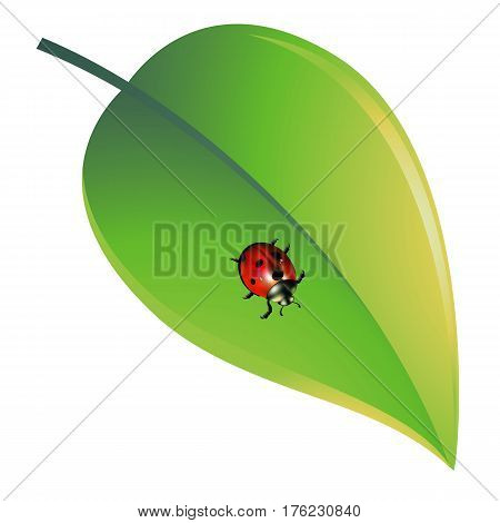 ladybug vector red illustration colored beetle insect