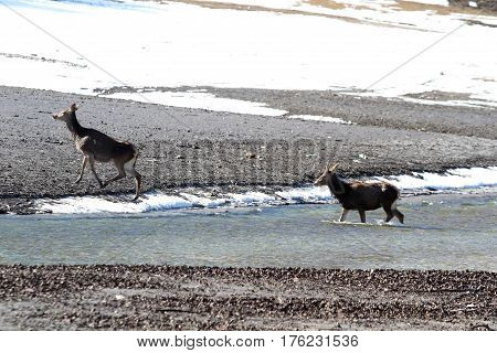 Deer