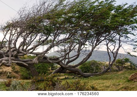 Tree deformed by the wind in Tierra del Fuego