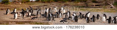 A King and Papua penguins colony seaside