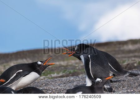 Papua penguin couple at the seaside scream