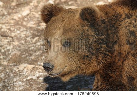 Marsicano Brown Bear In Abruzzo National Park
