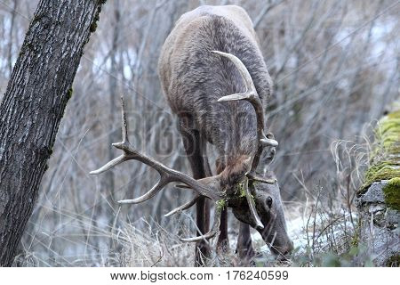 Deer