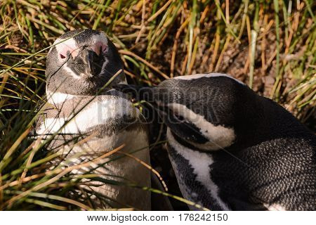Magellan penguin couple in love in the ahabitat