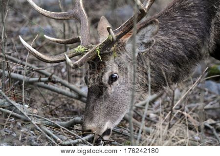 Deer