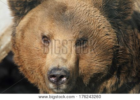 Marsicano Brown Bear