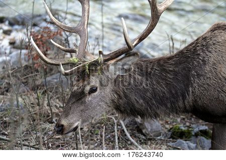 Deer