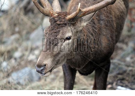Deer