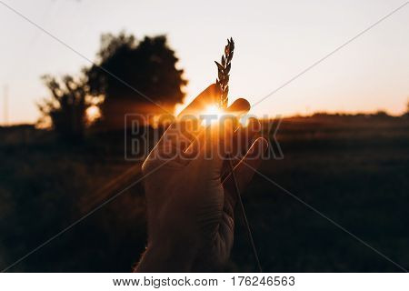 Sunlight Through Hand With Ear Wheat In Sunset Rays In Summer Evening Field. Farmers And Farmland. L