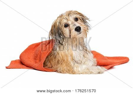 Cute wet havanese puppy dog after bath is lying wrapped in an orange towel, isolated on white background