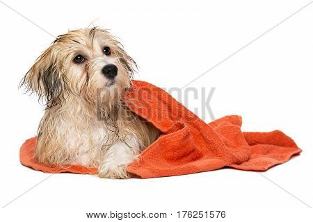 Cute wet havanese puppy dog after bath is lying wrapped in an orange towel, isolated on white background