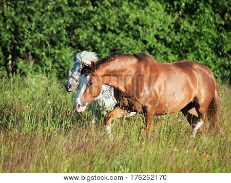 welsh pony and mini Appaloosa running in the field