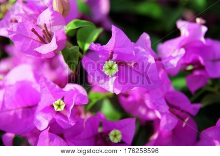 Travel to Bangkok Thailand. The small pink and white flowers bougainvillea in a park.