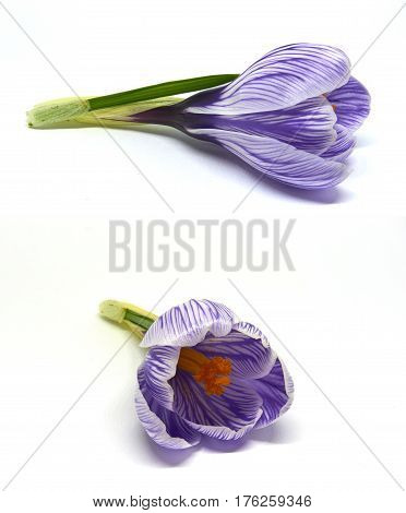 wild Crocuses on a white background isolated