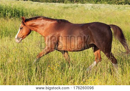running welsh pony in the field at freedom