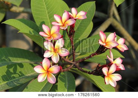 Travel to Bangkok Thailand. Pink-yellow flowers of plumeria on the branch in the park.