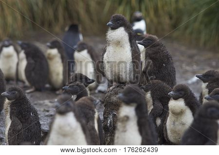 Rockhopper Penguin chicks (Eudyptes chrysocome) huddle together in a creche whilst their parents are away at sea feeding. Coast of Bleaker Island in the Falkland Islands.
