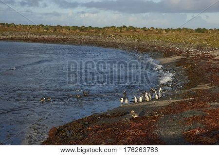 Magellanic Penguins (Spheniscus magellanicus) and Falkland Steamer Ducks (Tachyeres brachypterus) on a beach on Bleaker Island in the Falkland Islands.