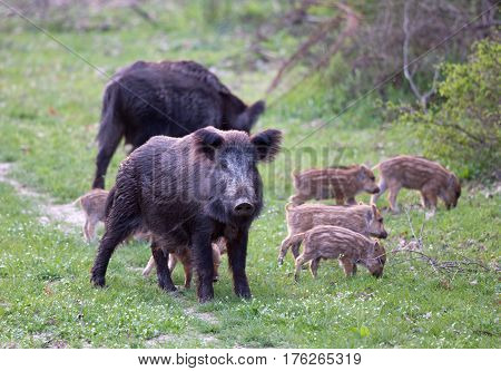 Wild Boars With Piglets In Forest