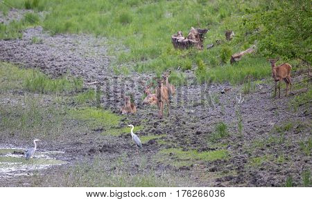 Hinds And White Herons Beside Pond