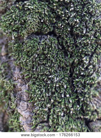 Moss grows heavily on the bark of this tree and creates an appealing texture