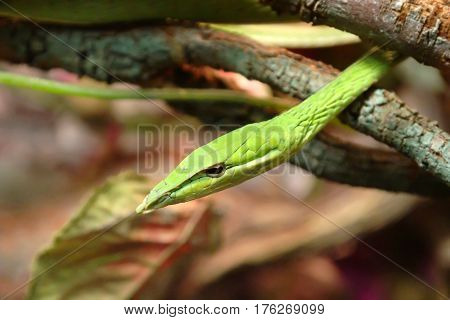 The green vine snake is diurnal and mildly venomous. The reptile normally feeds on frogs and lizards using its binocular vision to hunt