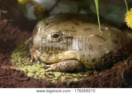 Cyclorana is a genus of frogs in the family Hylidae (tree frogs)