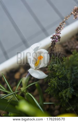 amazing white crocus that grow on my flowerfield