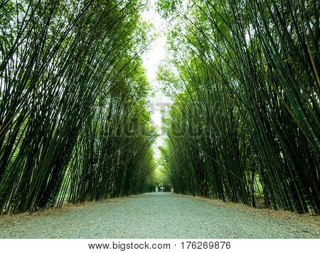 Tunnel bamboo trees and walkway Banna district Nakhonnayok province in Thailand.