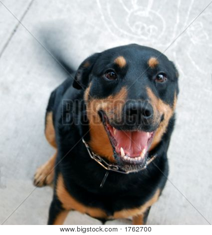 WAG