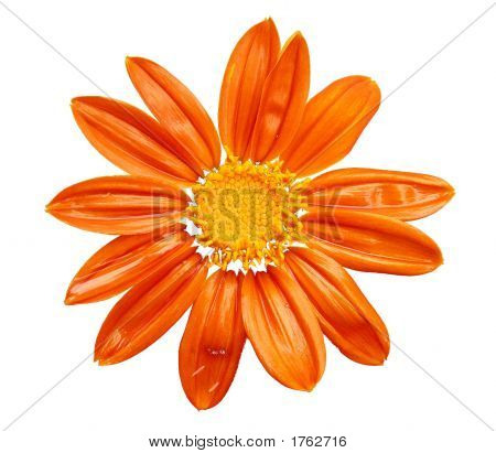 Sunny Flower