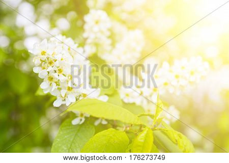 Bird Cherry Closeup With Selective Focus.